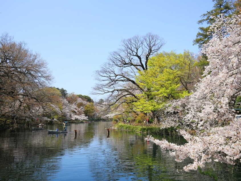 井の頭公園(公園)まで300m Comfort宇田川