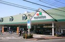 マルエツ子母口店(スーパー)まで300m ＭＡＲＬＩＮ中原