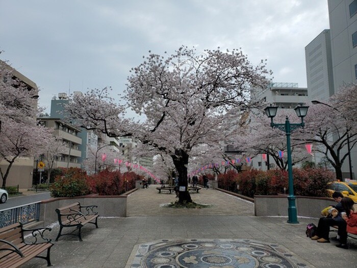 播磨坂さくら並木(公園)まで220m 小石川播磨坂ハイツ