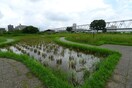 小岩菖蒲園(公園)まで688m 第２グリ－ンビラ