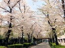 南町桜並木遊歩道(公園)まで50m コスモプレイス蕨