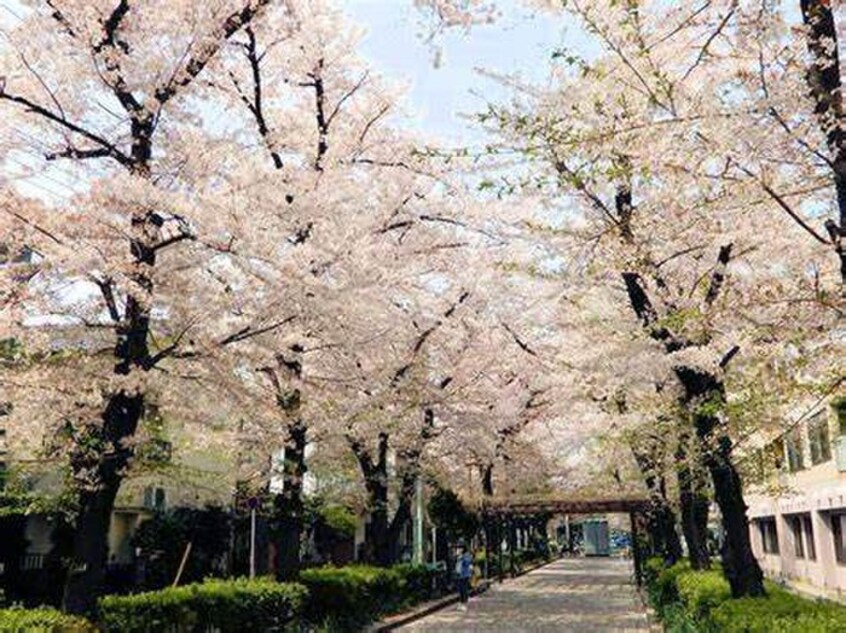 南町桜並木遊歩道(公園)まで50m コスモプレイス蕨