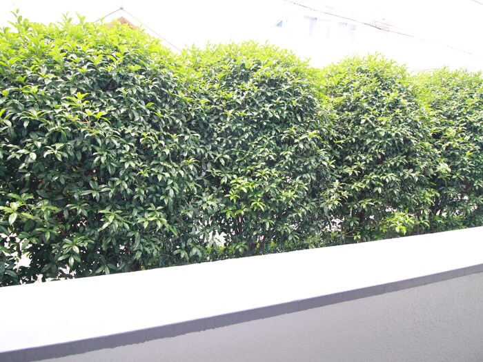 室内からの展望 メゾンエクレ－レ江古田