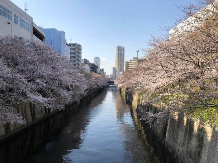 目黒川中里橋(公園)まで86m レジディア中目黒Ⅲ