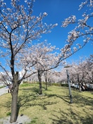 さくら広場(公園)まで1100m フローラ湘南茅ヶ崎