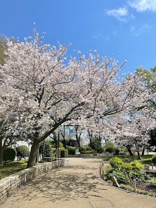 野毛山公園(公園)まで750m ＴＯＰ桜木町（３０４）