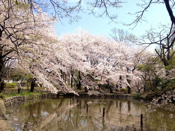 東京都立善福寺公園(公園)まで130m テラス善福寺