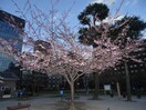 南桜公園(公園)まで7m ラティス新橋