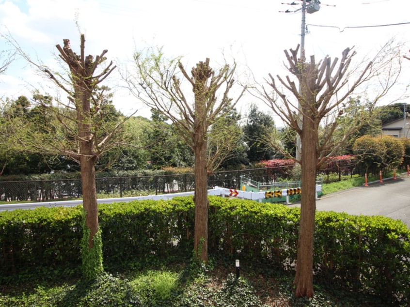 室内からの展望 ＦＯＸ　Ｈｉｌｌｓ
