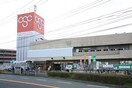 オリンピック今宿店(スーパー)まで150m 第一ショウエイ荘