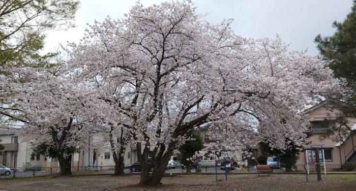 伊豆の山公園(公園)まで130m ミツワハイツ