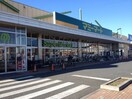 マミーマート小平小川店(スーパー)まで713m フローレンスベリー小平