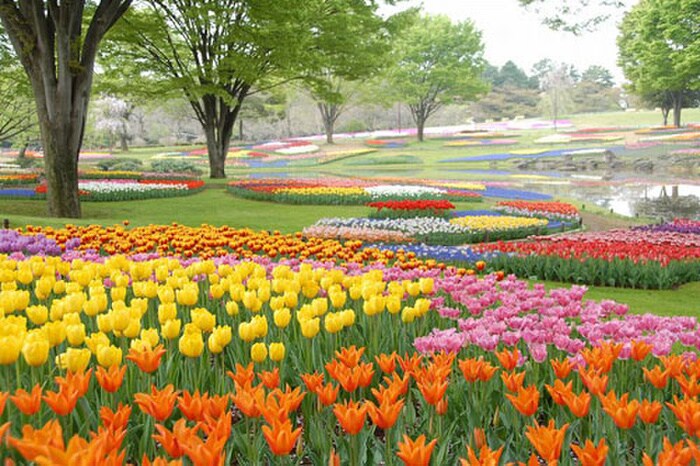 国営昭和記念公園(公園)まで1500m サンハイツ