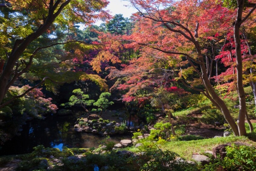 殿ヶ谷戸庭園(公園)まで648m 国分寺フラッツ