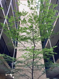 ﾗｲｵﾝｽﾞﾏﾝｼｮﾝ喜多見(222)