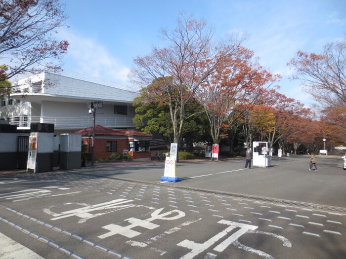 東海大学湘南キャンパス(大学/短大/専門学校)まで1100m コーポチェリー