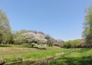 野川公園(公園)まで700m カスティーロ多磨町