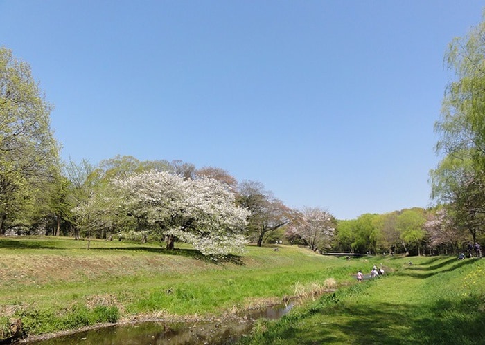 野川公園(公園)まで700m カスティーロ多磨町