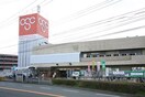 オリンピック今宿店(スーパー)まで300m リブリ・Tsurugamine