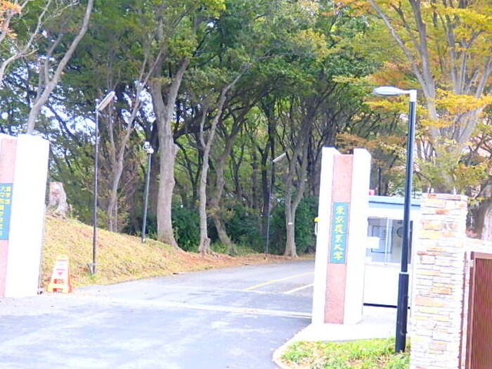 東京農業大学(大学/短大/専門学校)まで300m フェリーチェ