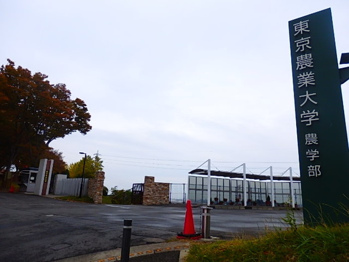 東京農業大学(大学/短大/専門学校)まで545m ドゥエ　フェリーチェ