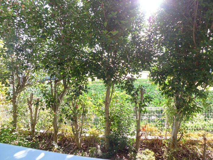 室内からの展望 メゾンボヌ－ル