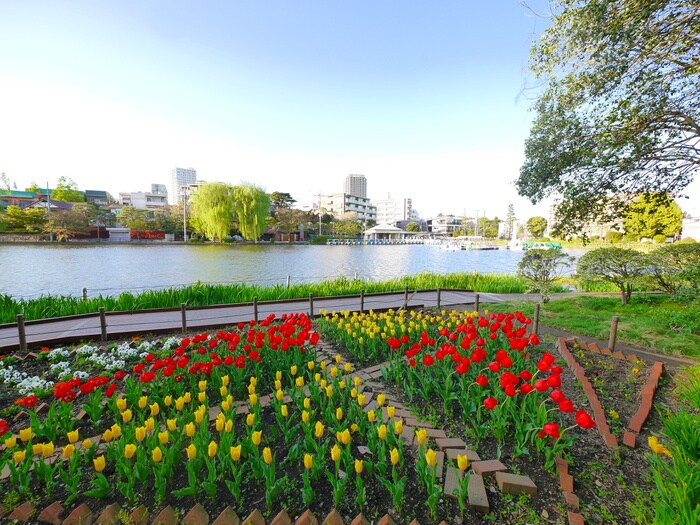 石神井公園(公園)まで713m アネックスツヅキ