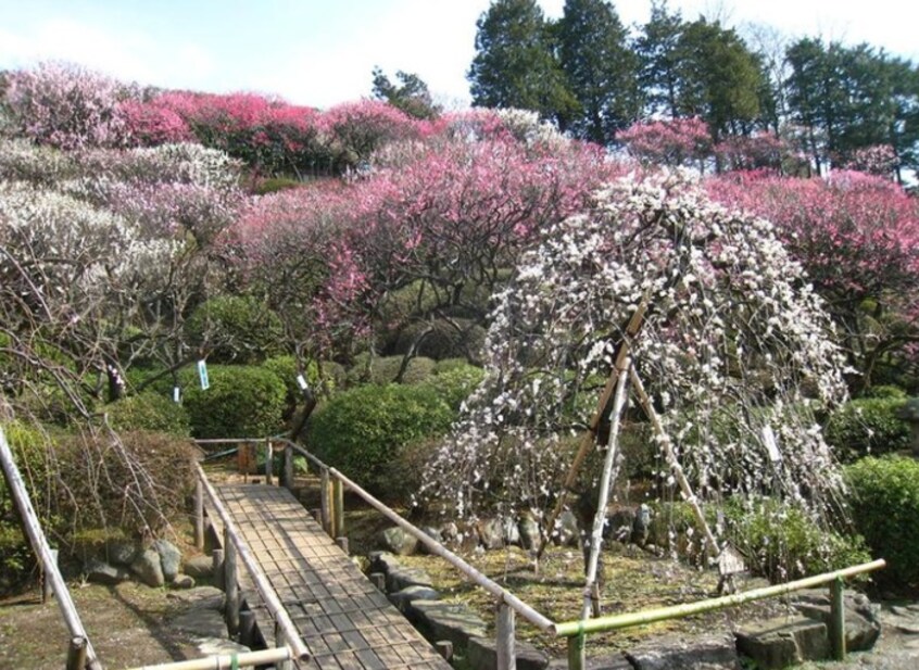 池上梅園公園(公園)まで1300m プリモレガ－ロ