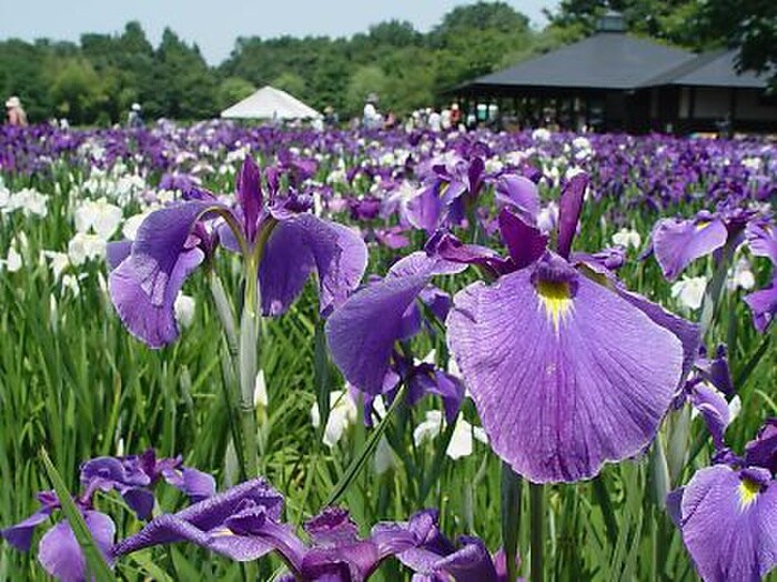 北山公園(公園)まで668m アム－ルＫｏｊｉｍａ