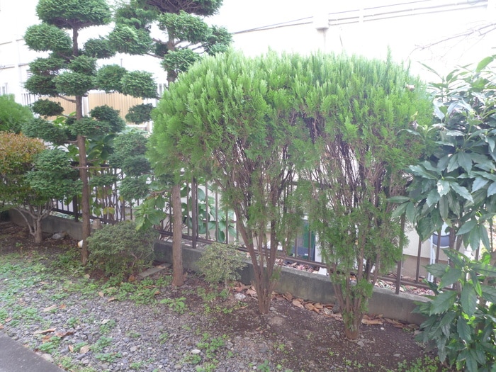 周辺環境 ＳＳハイツ