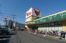 コモディイイダ南鳩ヶ谷店(スーパー)まで360m フローレス八番館