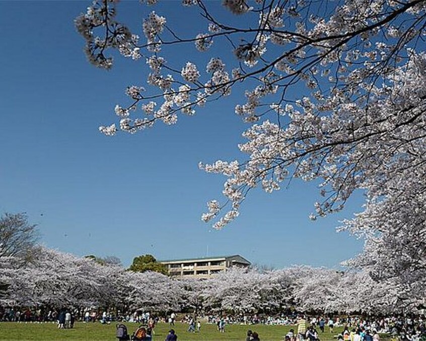 蕨市民公園(公園)まで500m 第一須賀ハイツ