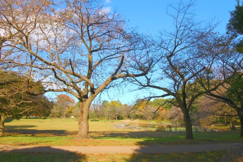 見沼氷川公園(公園)まで750m Sumai-toさいたま市緑区大間木01