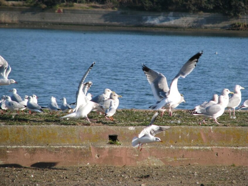 野鳥の楽園(公園)まで550m ローズガーデンＡ５７番館