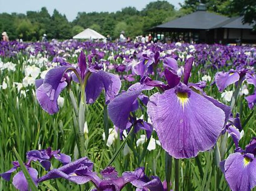 北山公園(公園)まで634m リヴァサイドハイム