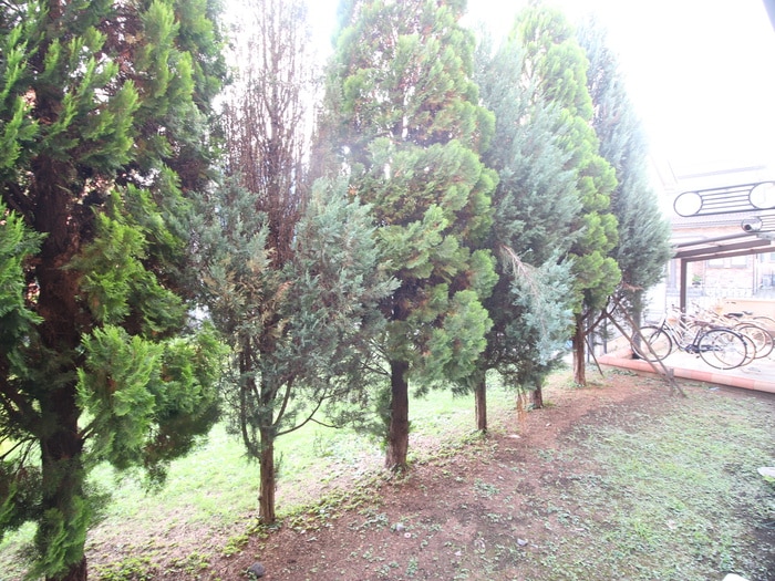 室内からの展望 ラファエロ