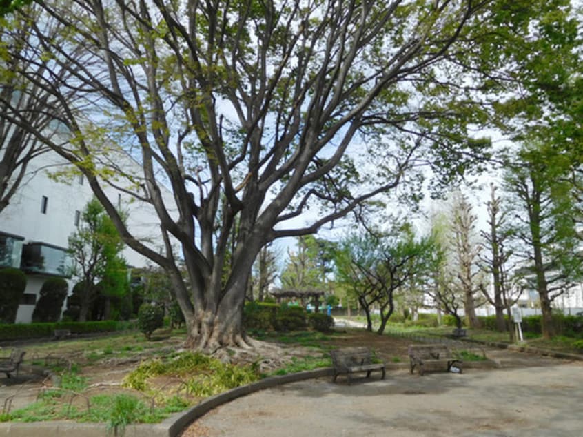錦中央公園(公園)まで450m セレッソ彩