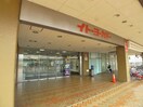イトーヨーカドー(ショッピングセンター/アウトレットモール)まで650m 風みどりの家