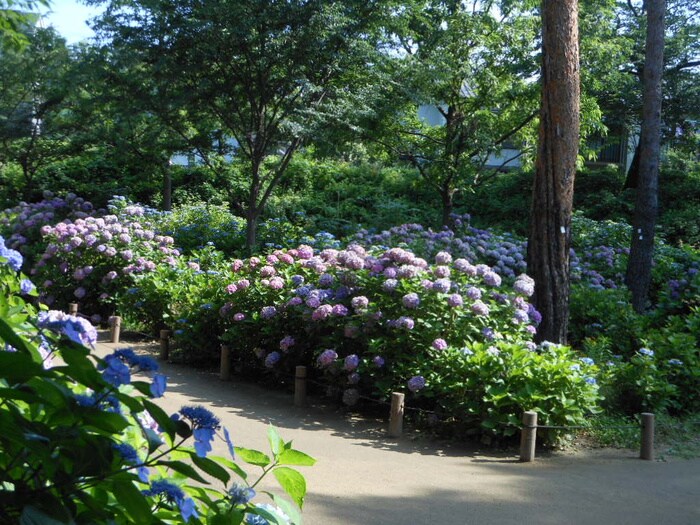 あじさい公園(公園)まで50m メゾン・ド・オルタンシア