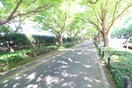 いちょう並木(公園)まで1000m HJ PLACE JINGUGAIEN