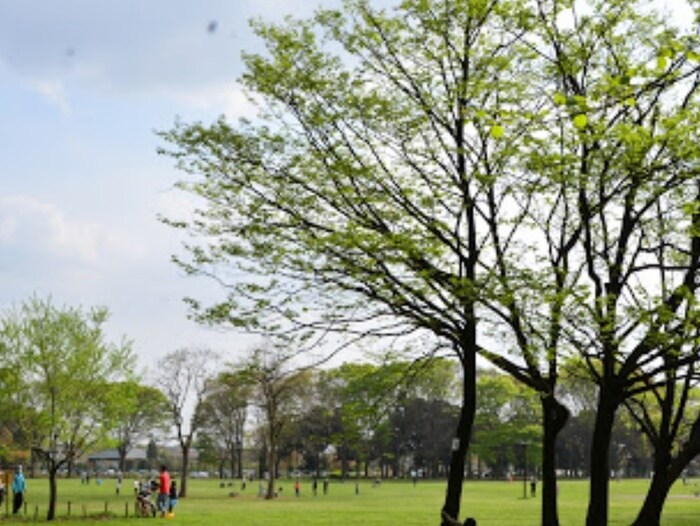 小金井公園(公園)まで1300m ＭＡＰＬＥ　ＲＩＤＧＥ