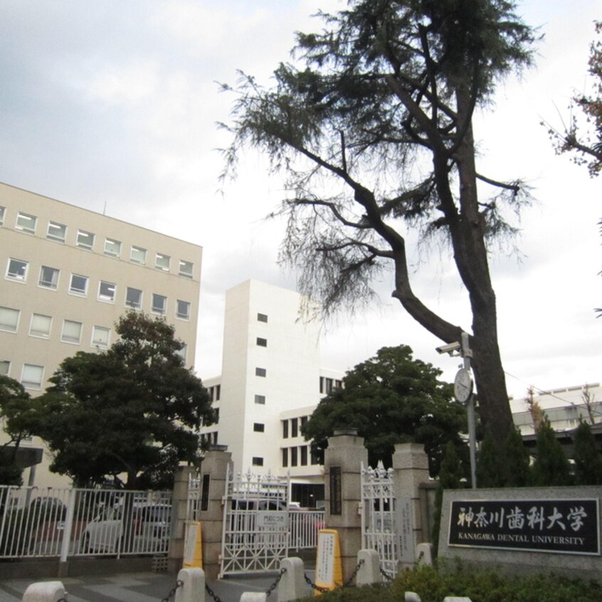 神奈川歯科大学(大学/短大/専門学校)まで325m スアヴィス三笠公園イースト