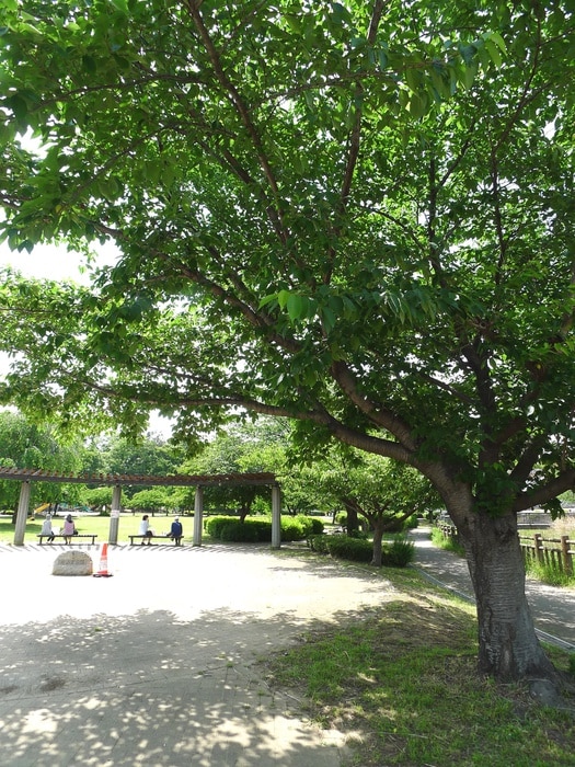 井沼方公園(公園)まで230m グリーンシティー五番館