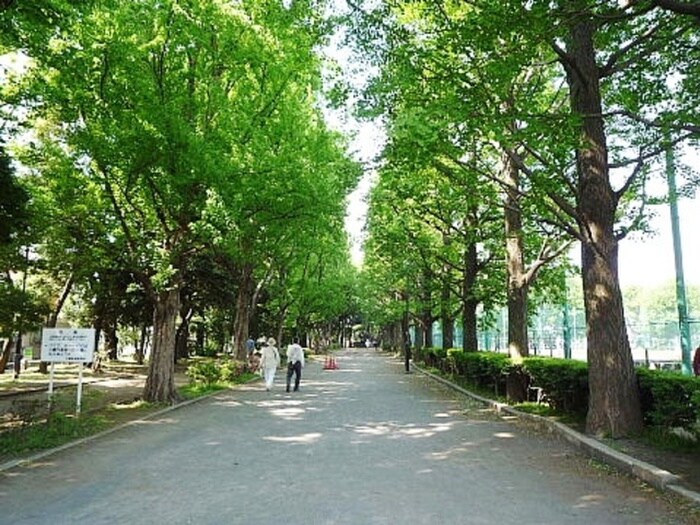 羽根木公園(公園)まで685m フラワ－ハイツⅡ