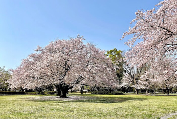 大庭城址公園(公園)まで300m パティオ大庭