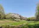 都立野川公園(公園)まで350m コ－ポ金森Ⅱ