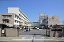 埼玉県立越谷南高等学校(大学/短大/専門学校)まで500m フェニックス