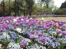 大船フラワーセンター(公園)まで800m メゾン山崎(6－8号室)