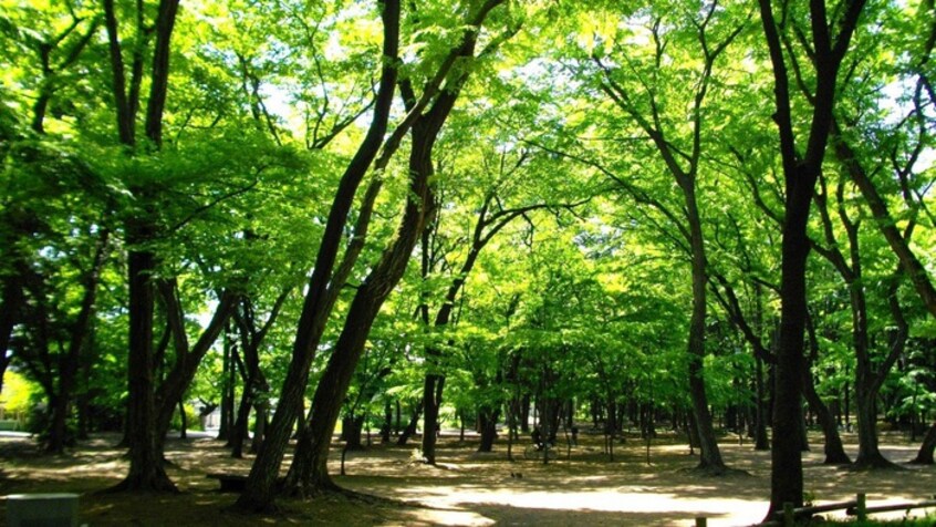 井の頭公園(公園)まで550m ビオス下連雀