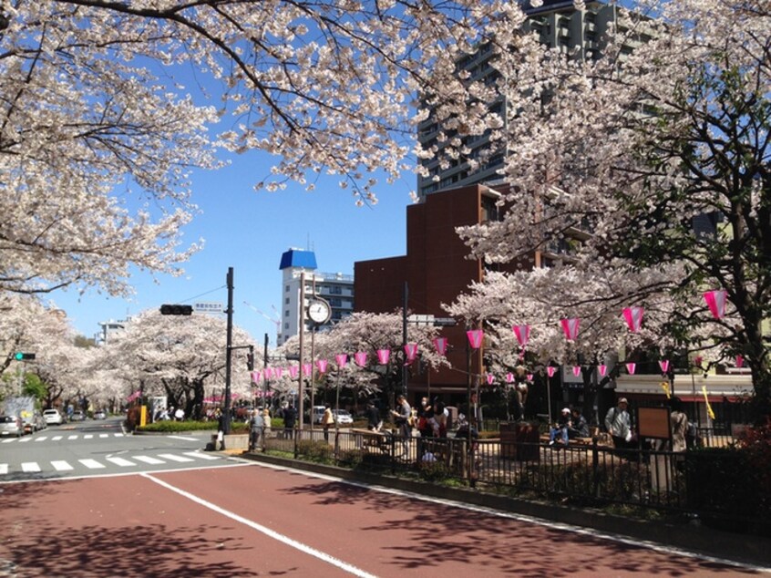 播磨坂(公園)まで151m Ucourt　白山